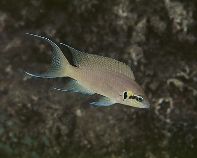 Neolamprologus brichardi 'Magara'